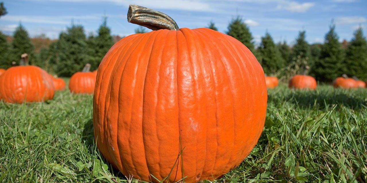 Why Pumpkins (Malenge) are bad for your child.
