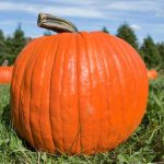 Why Pumpkins (Malenge) are bad for your child.