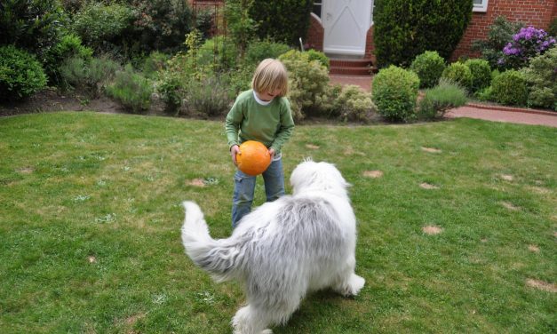 Transform Your Yard into a Safe Haven for Kids and Pets